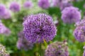 Allium - purple flowers of decorative onions