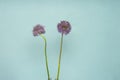 Allium, Purple Garlic Flowers isolated on a soft blue background