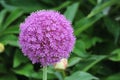 Allium Purple Sensation