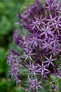 Allium purple sensation