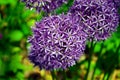 Allium Purple Sensation flower Reddish violet balls Royalty Free Stock Photo