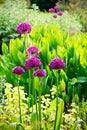 Allium sativum flowers purple pink