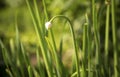 Allium sativum Royalty Free Stock Photo