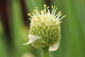 Organic Chive Seed Pod Royalty Free Stock Photo