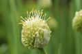 Organic Chive Seed Pod Royalty Free Stock Photo