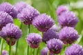 Allium Schoenoprasum blooming- Wild Chives, Flowering Onion, Garlic Chives, Chinese Chives, Schnittlauch