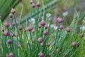 Allium schoenoprasum - bulbous ornamental plant with pink flowers, a plant for decorating urban flower bed Royalty Free Stock Photo