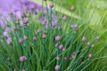 Allium schoenoprasum - bulbous ornamental plant with pink flowers, a plant for decorating urban flower bed Royalty Free Stock Photo