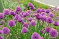 Allium schoenoprasum `Diva` meadow. Purple flowering garlic.
