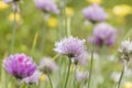 Allium schoenoprasum flowers blooming in the springtime garden