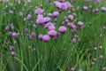 Allium schoenoprasum. Purple flower Wild Chives, Flowering Onion. Royalty Free Stock Photo