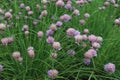 Allium schoenoprasum. Purple flower Wild Chives, Flowering Onion, Garlic Chives. Royalty Free Stock Photo