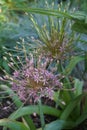 Allium Schubertii in the garden. In pink-violet tones they seem to spurt out of the ball-shaped inflorescence on long, thin tubes.