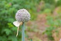 Allium seed head against a blurred background