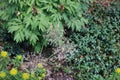 Allium seed heads, Sedum, ground cover and a shrub in a garden in Hales Corners, Wisconsin