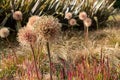 Allium seedheads growing amongst ornamental grasses. Photographed in Chiswick, West London UK on a sunny afternoon in June. Royalty Free Stock Photo