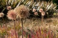 Allium seedheads growing amongst ornamental grasses. Photographed in Chiswick, West London UK on a sunny afternoon in June. Royalty Free Stock Photo