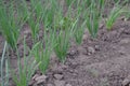 Allium sepa. Onion bulb, green sprouts on a black background