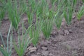 Allium sepa. Onion bulb, green sprouts on a black background Royalty Free Stock Photo