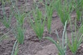 Allium sepa. Onion bulb, green sprouts on a black background