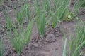 Allium sepa. Onion bulb, green sprouts on a black background