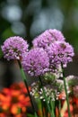 Allium serendipity flowers Royalty Free Stock Photo
