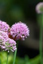 Allium serendipity flowers Royalty Free Stock Photo