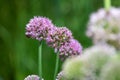 Allium serendipity flowers Royalty Free Stock Photo