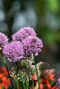 Allium serendipity flowers Royalty Free Stock Photo
