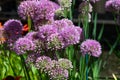 Allium serendipity flowers Royalty Free Stock Photo