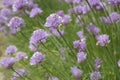 Allium sibiricum with lila flowers