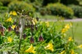 Allium siculum honey sicilian lily garlic flowers in bloom