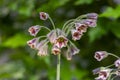 Allium siculum honey sicilian lily garlic flowers in bloom, beautiful springtime ornamental flowering plant, small bells on stem