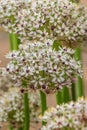 Allium silverspring Royalty Free Stock Photo