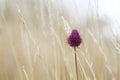 Allium sphaerocephalo commonly known as round-headed leek flower