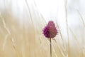 Allium sphaerocephalo commonly known as round-headed leek flower growing wild