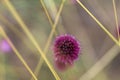 Allium sphaerocephalo reddish-purple flower