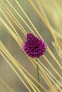 Allium sphaerocephalo or round-headed leek flower