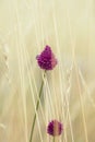 Allium sphaerocephalo; round-headed leek wild flowers