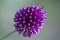 Allium sphaerocephalon Royalty Free Stock Photo
