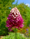 Allium sphaerocephalon Royalty Free Stock Photo