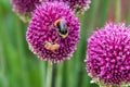 Allium sphaerocephalon Royalty Free Stock Photo