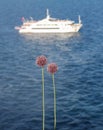 Allium sphaerocephalum and ship. Royalty Free Stock Photo