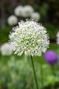 Allium stipitatum Flower Royalty Free Stock Photo