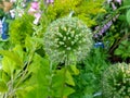 Allium stipitatum `Mount Everest` Royalty Free Stock Photo