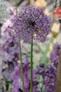 Allium stipitatum Royalty Free Stock Photo