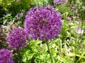 Allium study portrait close floral flower up macro spring summer border