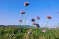 Allium tenuissimum