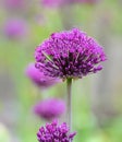 Allium about to Bloom