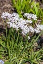 Allium trifoliatum `Cameleon`